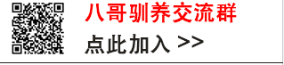 海南八哥雏鸟怎么养？