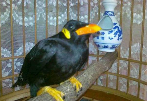 
				小鹩哥的喂养
				
			