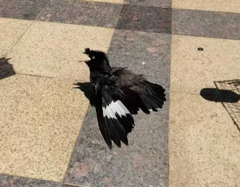 八哥为什么洗澡