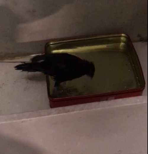 八哥鸟吃什么要能消炎