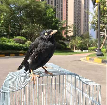 八哥是否能吃