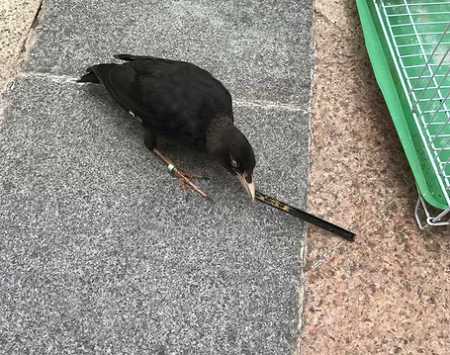 如何养八哥鸟才会说话的