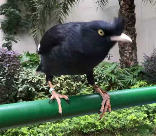 八哥啄主人，要怎么训练才能改正？