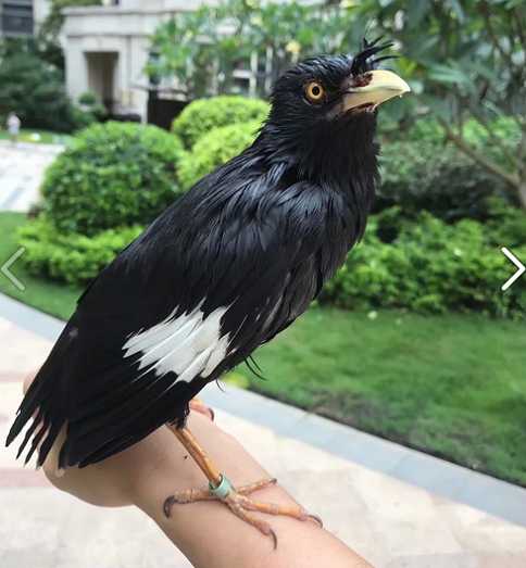 怎么养八哥