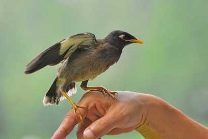 海八哥,多久转喉? - 百度
