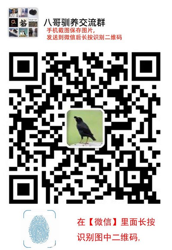 今年林八哥鸟多少钱