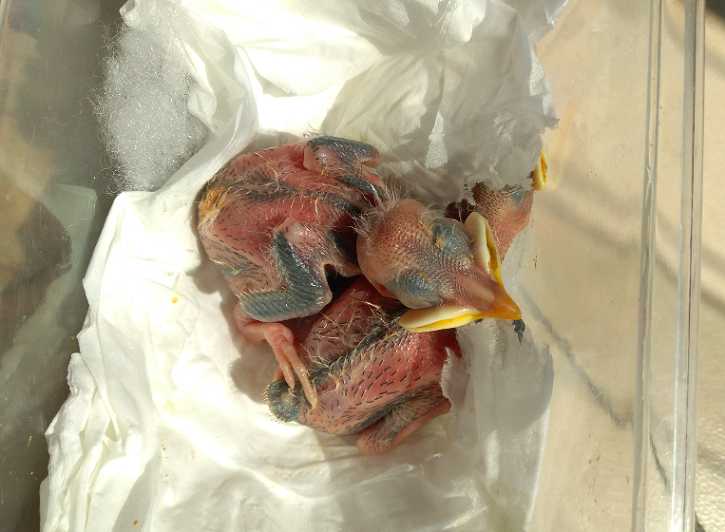 八哥怎么分公母图片