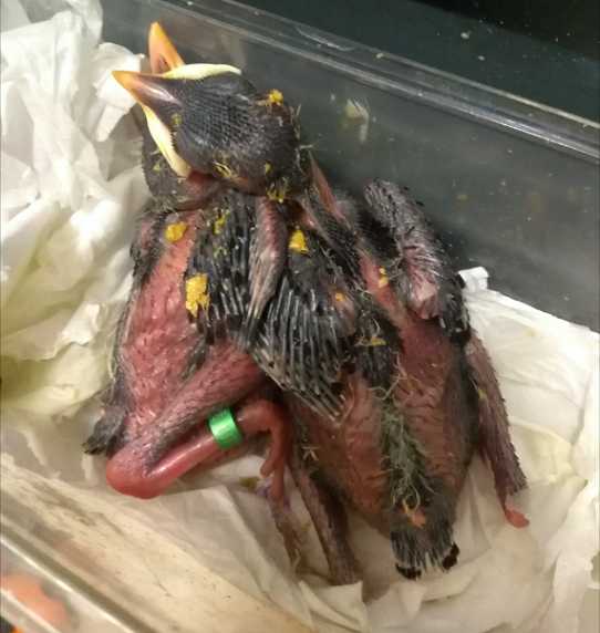 雏八哥拉稀没精打采怎么办