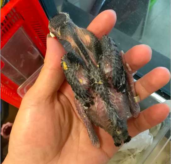八哥幼鸟吃了牙尖怎么救