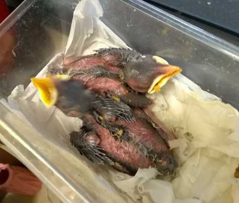 请教:八哥怎么养才好