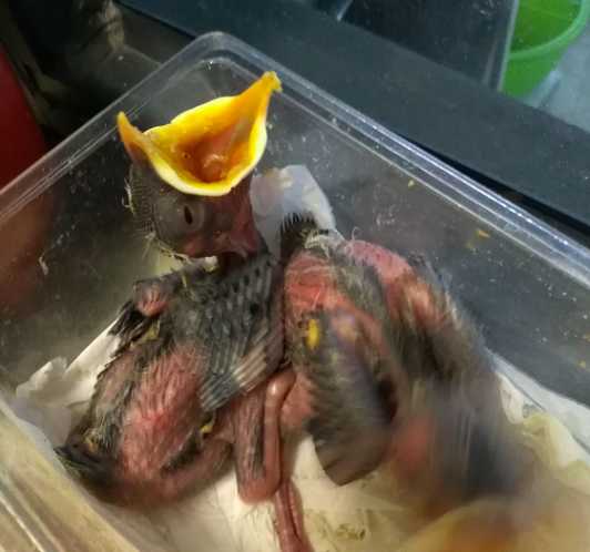 海南八哥雏鸟怎么养?