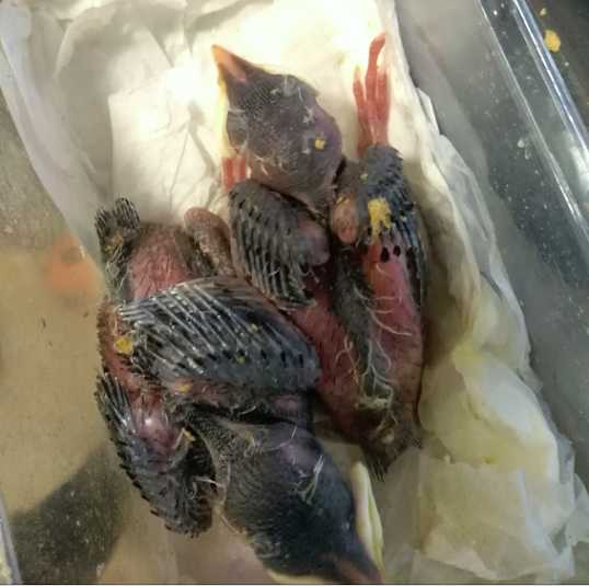 如何喂养八哥雏鸟？