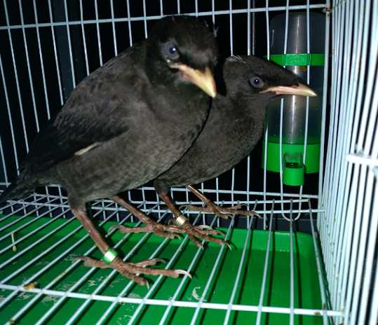 小八哥雏鸟要怎么喂水和喂食，每天要喂几次水和食？