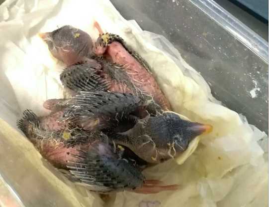 海南八哥雏鸟怎么养？