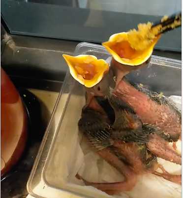 买八哥